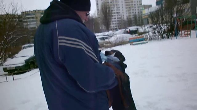 Как выглядит собака породы доберман