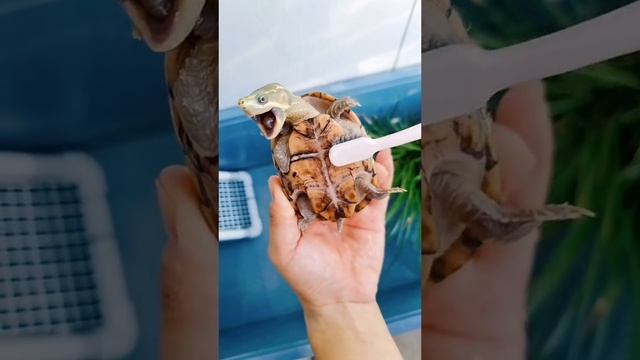 VID_20230103_175802_797.mp4