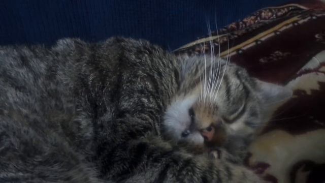 Кошка кушает во сне