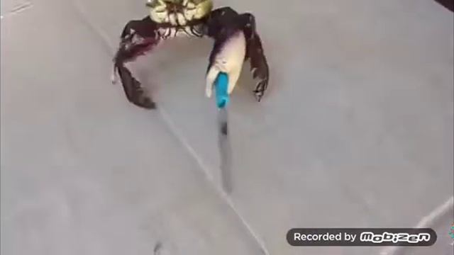 Тест не засмейся животные