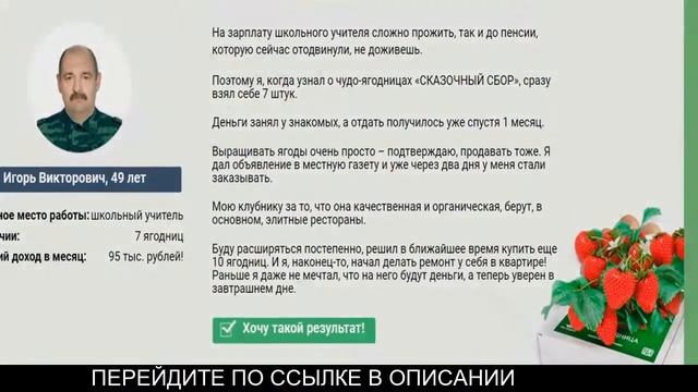 Ягодница сказочный сбор отзывы