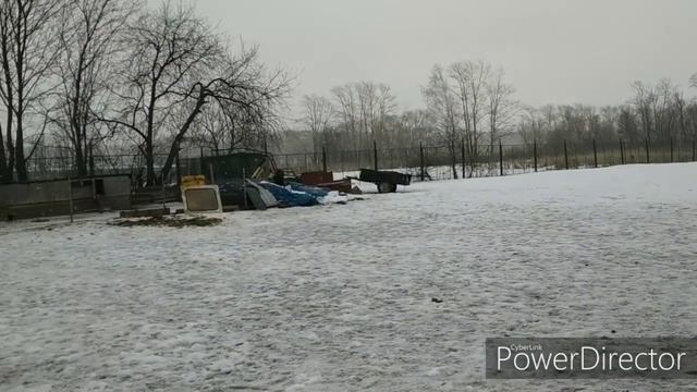 Бой помогает загонять кабанов !!!