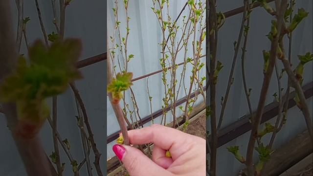 У смородины обрываю поражённые почки каждый год