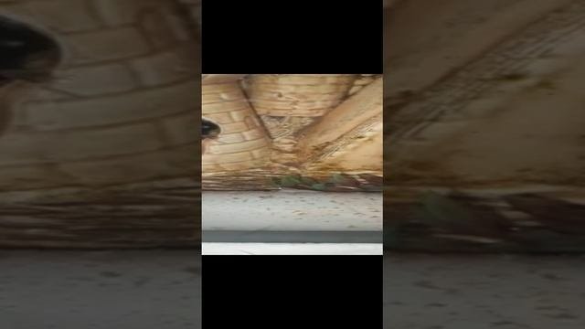 первые мальки акра