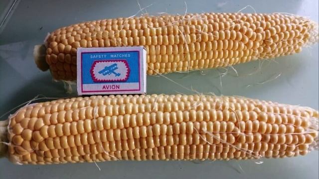 Кукуруза созрела! Варим и замораживаем.