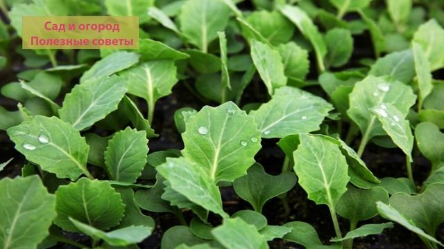 НАШАТЫРНЫЙ СПИРТ   СРЕДСТВО ДЛЯ ВЫСОКОГО УРОЖАЯ И ОТ ВРЕДИТЕЛЕЙ