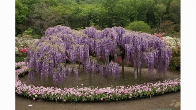 Парк цветов Асикага - красивый парк Японии