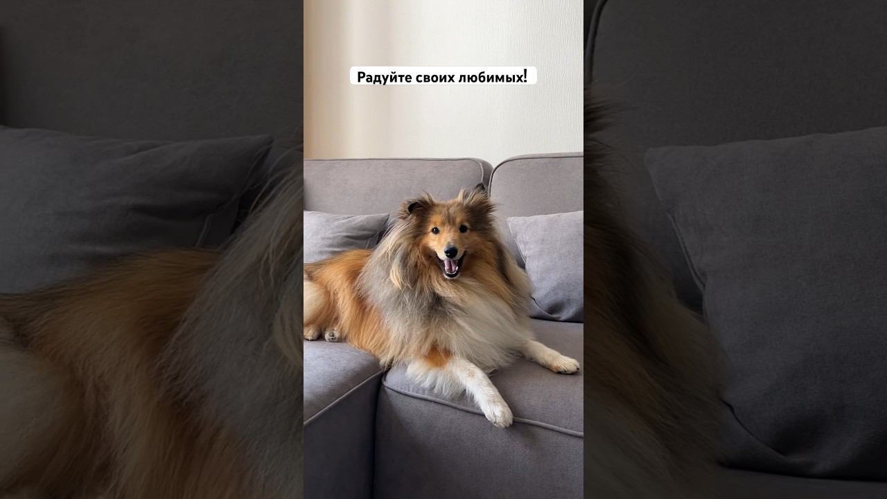 Купили собаке диван