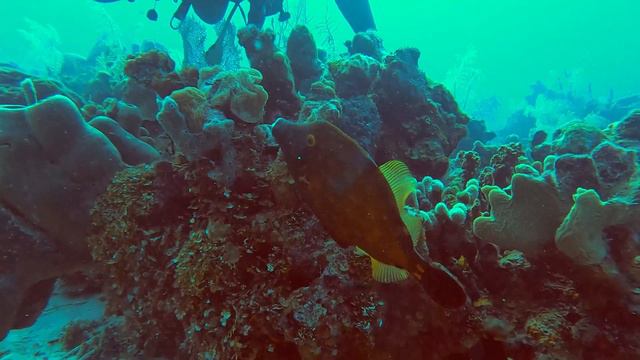 Mysterious color changing fish puts on beautiful display