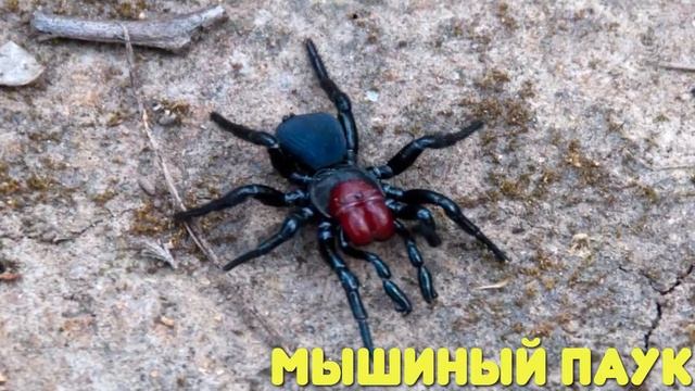 10 ПАУКОВ, КОТОРЫХ СТОИТ ОПАСАТЬСЯ!