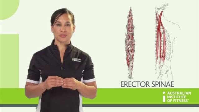 Posterior Muscles Erector spinae