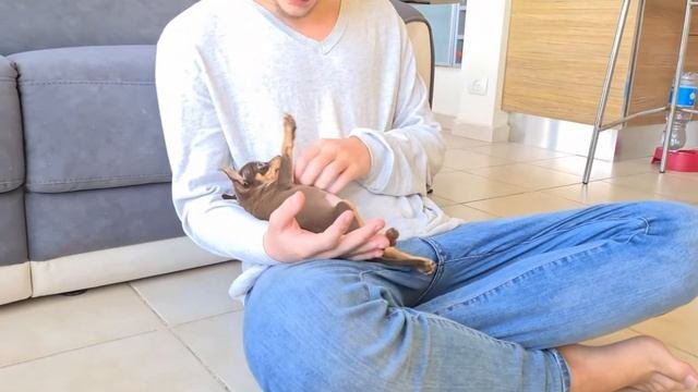 Russian Toy Israel - BELLTOY OSHER Kennel IKC-FCI - Female Puppy, 8 Weeks Old *Edelweiss*