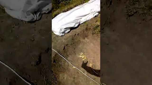 Стройка из мешков с землей. Часть 10. Кладем стены.