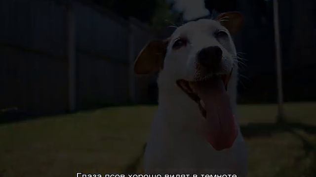 Интересные факты о собаках, которые ты не знал
