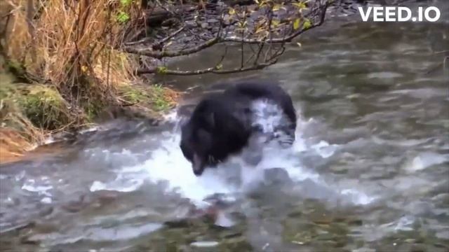 Baloo's Wisdom  Vlog 483