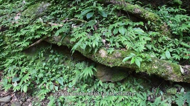 Selaginella