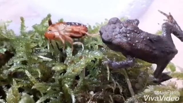 #Жабы пытаются съесть таракана/#Toads Are Trying To Eat A Cockroach