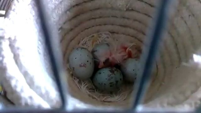 Канарейки Птенец оранжевых канареек, сегодня вылупился 6 марта 2017 год. , 2 часа ему.