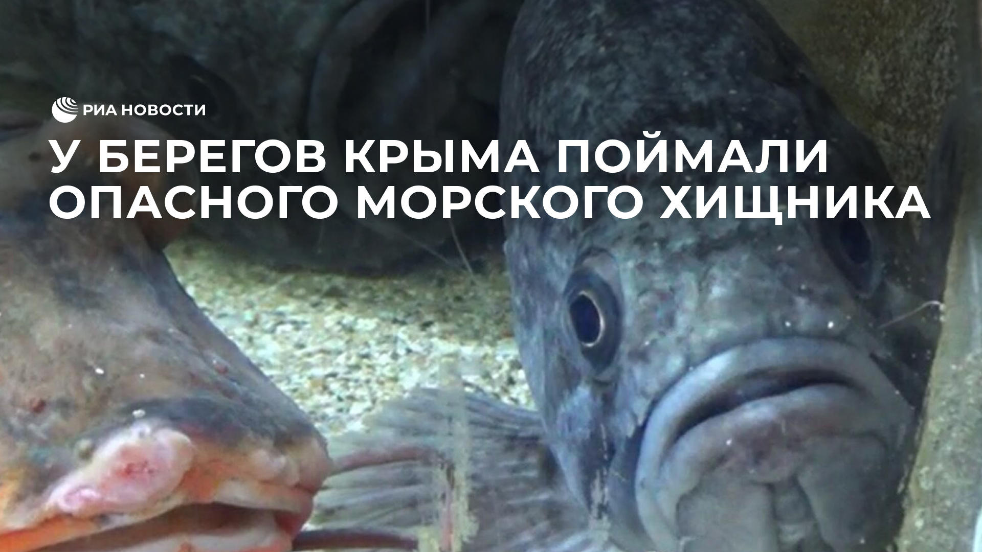 У берегов Крыма поймали опасного морского хищника