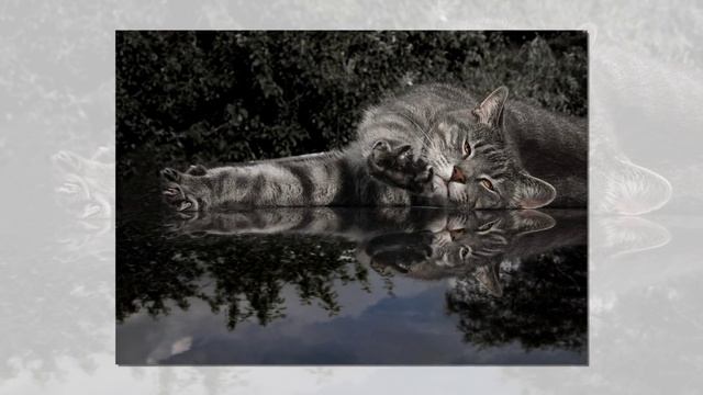 НАШИ ЛЮБИМЦЫ! 1 марта всемирный день кошек.