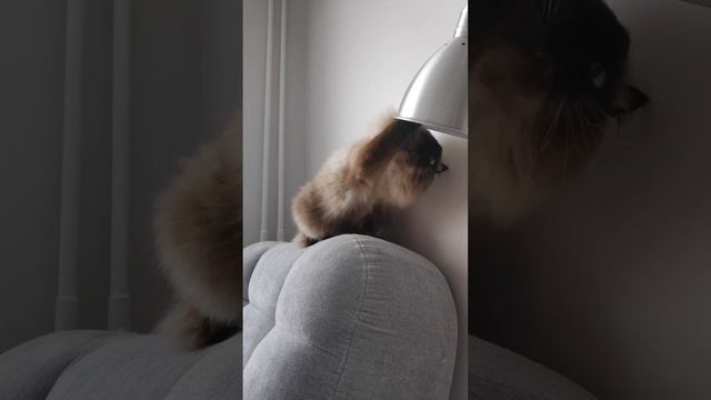 Ч.2 ВКЛЮЧИТЕ СВЕТ ? БОСИК