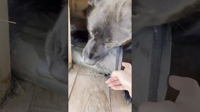 Тот самый волкособ Гулдан утащил сапог. Сапожник без сапог.