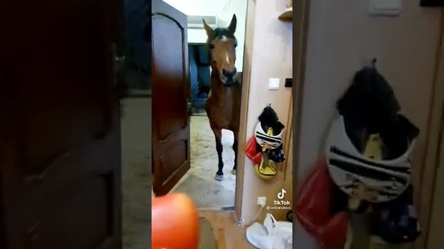 конь будешь яблоко