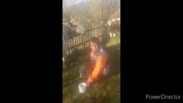 як доїти корову