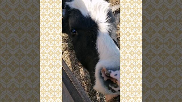 Беляш - бык-годовик, неженка невероятный