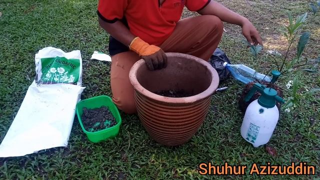 How to Transplant Clerodendrum Wallichii Bridal Veil Nodding Clerodendron Wallichs glorybower
