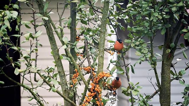 Летние Снегири. Summer Bullfinches.
