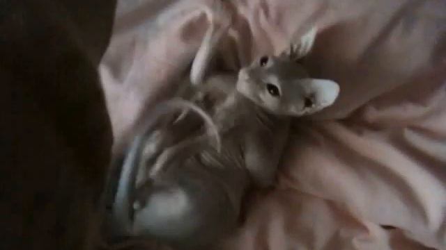 Прикольный котик сфинкс!! Cool cat Sphynx!!