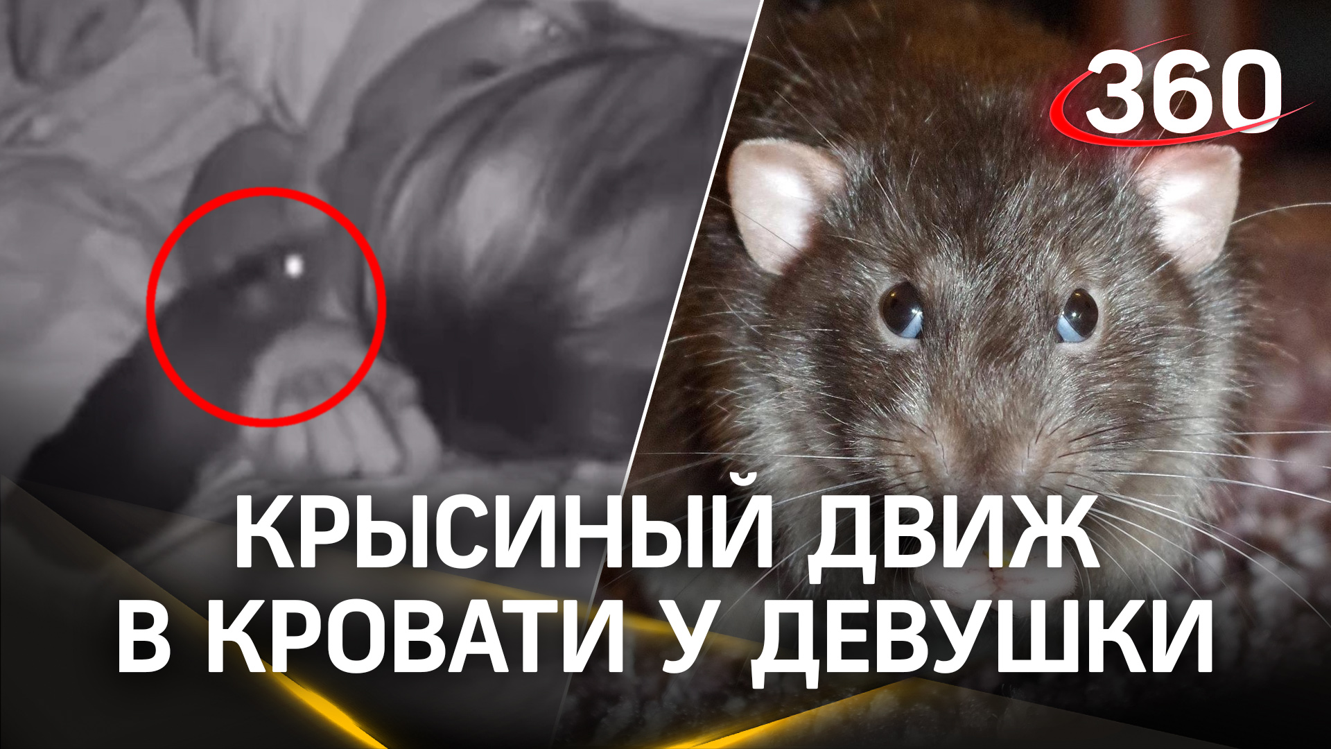 Крысы бегают по спящей в кровати девушке, но она продолжает спать сладким сном