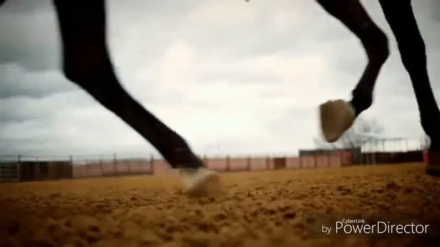 Конный спорт. Мимо нас пьяное солнце.