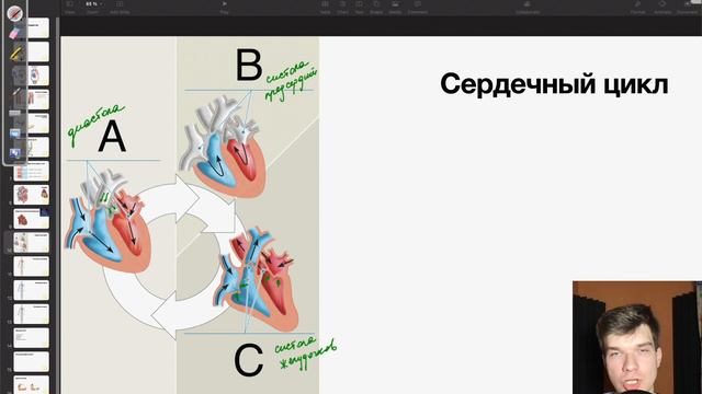 6.54. Сердечный цикл: систола и диастола | Анатомия к ЕГЭ | Георгий Мишуровский
