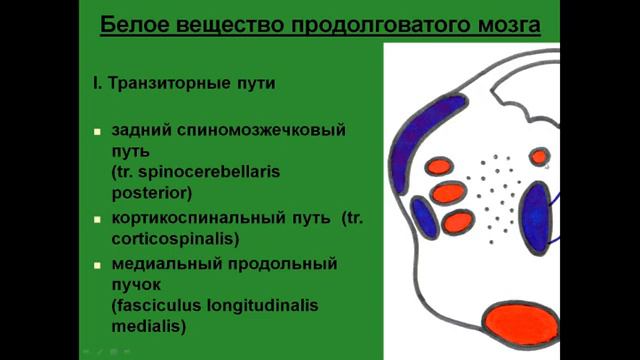 Продолговатый мозг. Белое вещество. Транзиторные пути