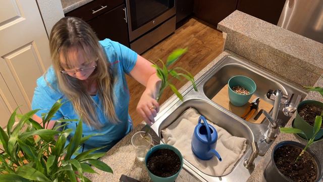 How to braid and plant your Lucky Bamboo