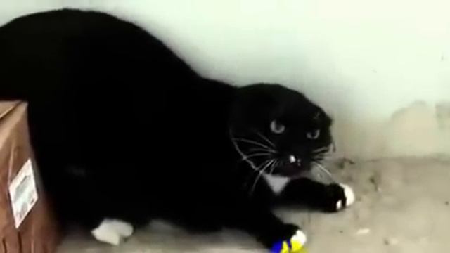 смешные животные, наши друзья!!!
