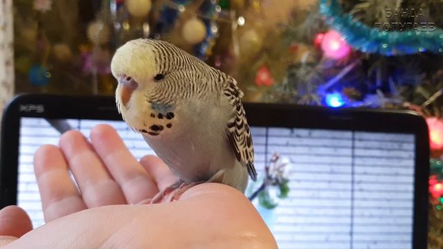 Птенец сидит на руке, не улетает! 🐤 Ура! 💃