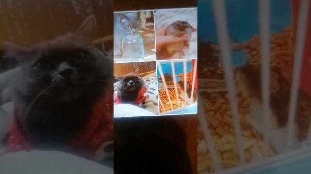 Самые крутые фото моих животных!