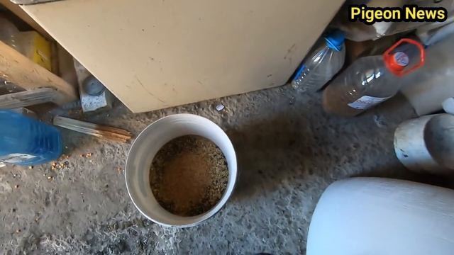 СУПЕР КОРМ ДЛЯ ВАШИХ ГОЛУБЕИ  l  Best food for Pigeon