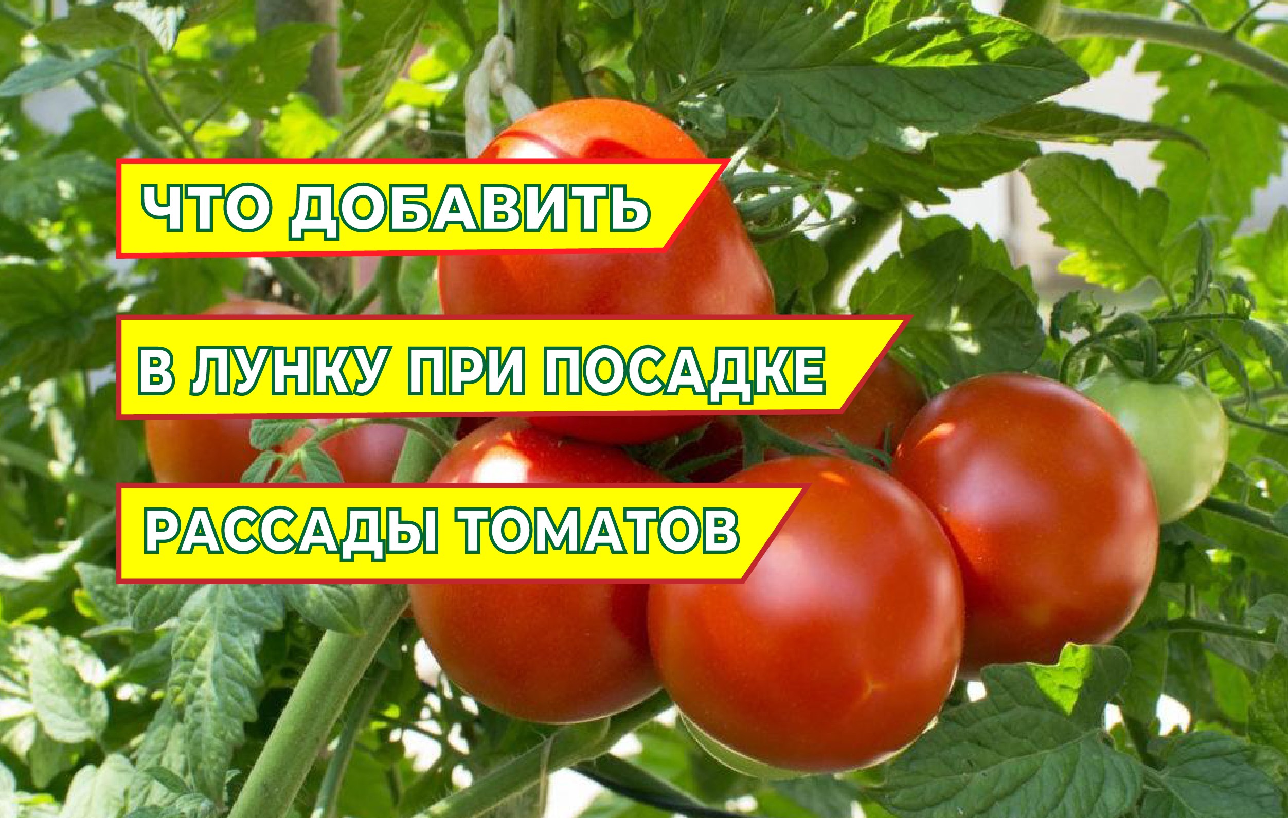 Что положить в лунку при посадке рассады томатов.