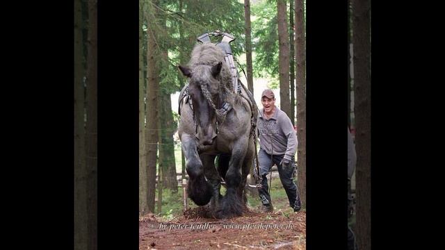 Самая большая лошадь в истории. #природа #лошади #мир