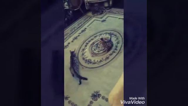 Бенгальские котята играют