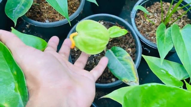 🇱🇰 ඇන්තුරියම් මිල ගනන් අඩු කරා - Anthurium Plants Pice In Sri Lanka|Best plants 2023