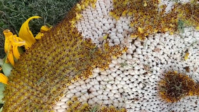 Mammoth Sunflower ? Saving Seeds!