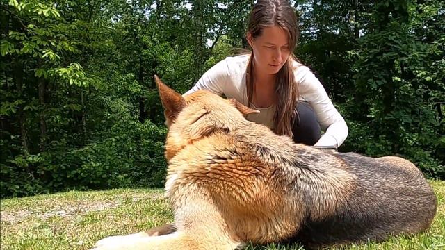 Домашние Животные: Как ухажовать за  СОБАКУ