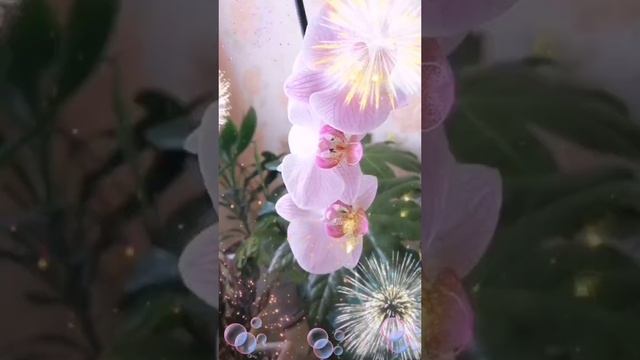 орхидея цветет