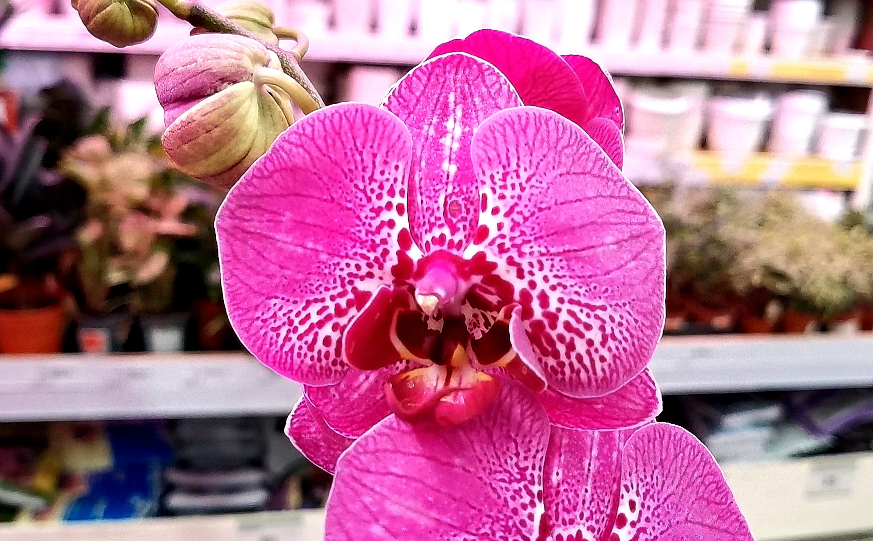 монза орхидея фото