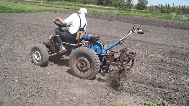 Культивация тыквы мотоблоком Нева с адаптером